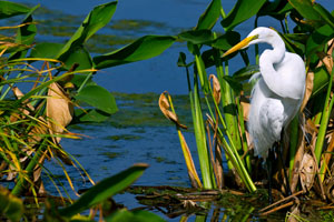 Everglades